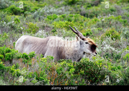 Eine gemeinsame Eland (Tauro Oryx) im West Coast National Park, Langebaan, Westkap, Südafrika. Stockfoto