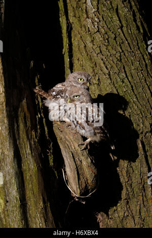 Kleine Eulen (Athene Noctua), zwei Jungvögel, sitzen vor ihrer Zucht hohl, Sonnenbaden, im ersten Sonnenlicht, niedlich. Stockfoto