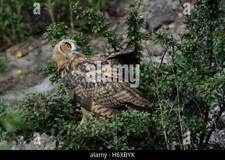 Eurasische Adler-Eule / Eurasischer Uhu (Bubo Bubo), Jungvogel, landete in einem Gebüsch, immer noch unsicher, rückblickend, seinen Kopf zu drehen. Stockfoto