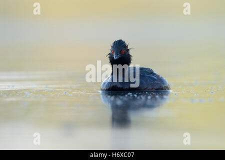 Schwarzhals Haubentaucher (Podiceps Nigricollis), ein Erwachsener, leuchtend rote Augen, schwimmen auf ruhigem Wasser, gerade erst vom Tauchen. Stockfoto