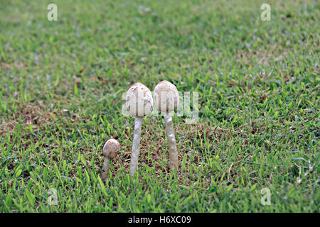 Closeup, Glück, Dekoration, Foto, Pilze, Wald, Biologie, giftig, Pilz, weiß, Herbst, bunte Blätter, Kappe, Kopf, vergiften, Stockfoto