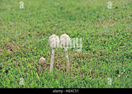 Closeup, Glück, Dekoration, Foto, Pilze, Wald, Biologie, giftig, Pilz, weiß, Herbst, bunte Blätter, Kappe, Kopf, vergiften, Stockfoto