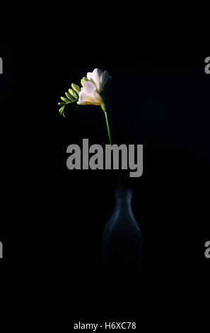 Eine einzelne weiße Freesie Blume in einer Flasche Stockfoto