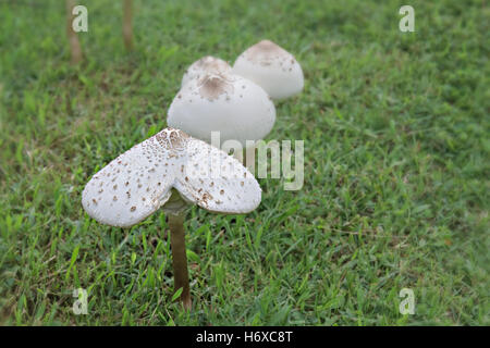 Closeup, Glück, Dekoration, Foto, Pilze, Wald, Biologie, giftig, Pilz, weiß, Herbst, bunte Blätter, Kappe, Kopf, vergiften, Stockfoto