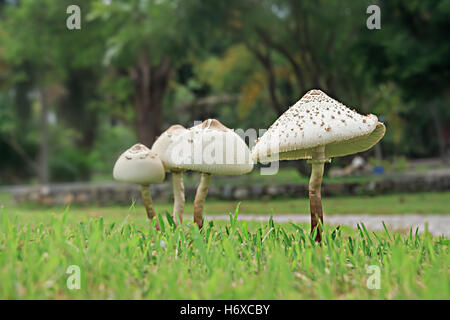 Closeup, Glück, Dekoration, Foto, Pilze, Wald, Biologie, giftig, Pilz, weiß, Herbst, bunte Blätter, Kappe, Kopf, vergiften, Stockfoto