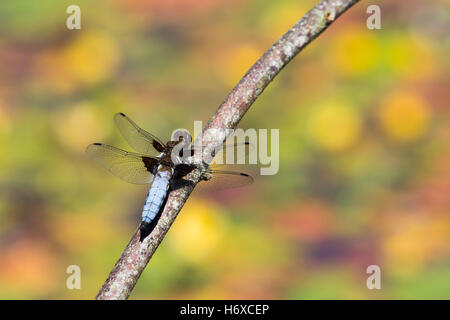 Breiter Körper Chaser Libelle; Libellula Depressa einzigen männlichen Cornwall; UK Stockfoto