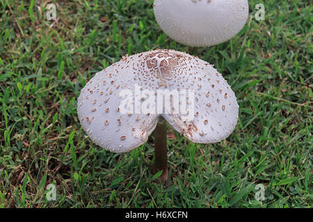 Closeup, Glück, Dekoration, Foto, Pilze, Wald, Biologie, giftig, Pilz, weiß, Herbst, bunte Blätter, Kappe, Kopf, vergiften, Stockfoto