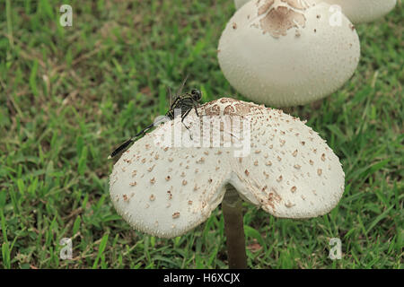 Closeup, Glück, Dekoration, Foto, Pilze, Wald, Biologie, giftig, Pilz, weiß, Herbst, bunte Blätter, Kappe, Kopf, vergiften, Stockfoto