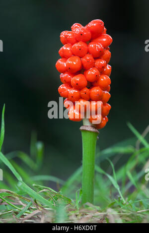 Damen und Herren; Arum Maculatum Beeren Cornwall; UK Stockfoto