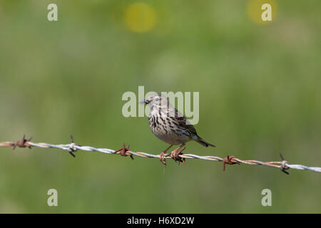 Wiese Pieper; Anthus Pratensis einzelne halten Insekten Orkney; Schottland; UK Stockfoto