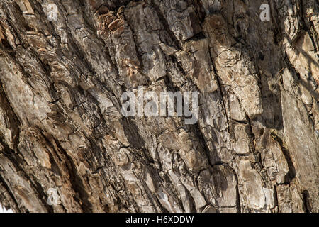 Muster der natürlichen Weidenrinde Stockfoto