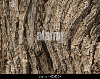 Muster der natürlichen Weidenrinde Stockfoto