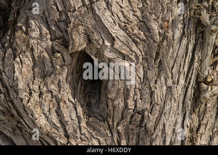 Muster der natürlichen Weidenrinde Stockfoto