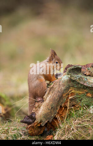 Eichhörnchen; Sciurus Vulgaris Single mit Nuss Schottland; UK Stockfoto