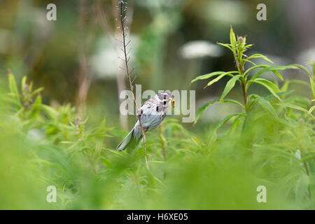 Reed Bunting; Emberiza Schoeniclus einzigen weiblichen mit Insekten Orkney; UK Stockfoto