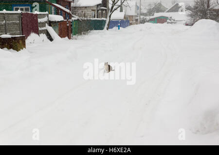 Katze geht auf schneebedeckten Straßen im Winterdorf Stockfoto