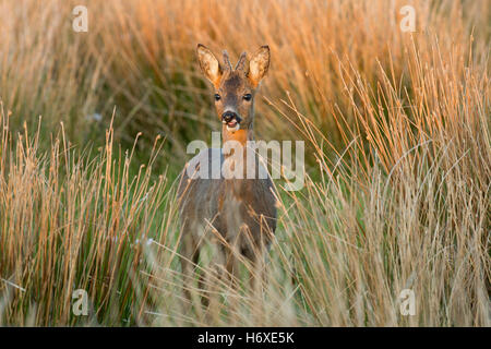 Reh; Capreolus Capreolus Single Buck in Wiese Schottland; UK Stockfoto