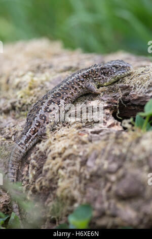 Zauneidechse; Lacerta Agilis einzigen weiblichen Hampshire; UK Stockfoto