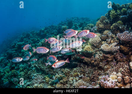 Großes Auge oder Goggle-Eye (Priacanthus Hamrur).  Ägypten, Rotes Meer. Stockfoto