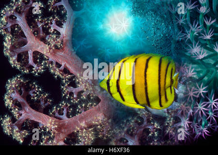 Acht gebänderten Butterflyfish (Chaetodontidae Octofasciatus). Stockfoto