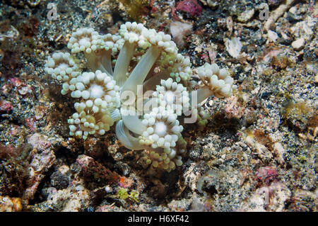 Erweiterte Polypen der Steinkorallen, Goniopora sp.  Lembeh, Sulawesi, Indonesien. Stockfoto