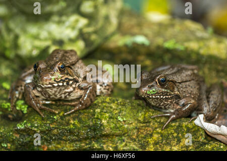 Südlichen Leopard Frog (Lithobates Sphenocephalus).  Tennessee, USA. Stockfoto