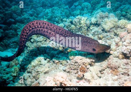 Giant Moray [Gymnothorax Javanicus] freies Schwimmen.  Ägypten, Rotes Meer. Stockfoto