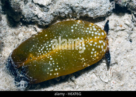 Sea Slug - Plakobranchus Ocellatus auf Sand.   Opisthobranch, Sacoglossa zu bestellen.  Raja Ampat, West-Papua, Indonesien. Stockfoto