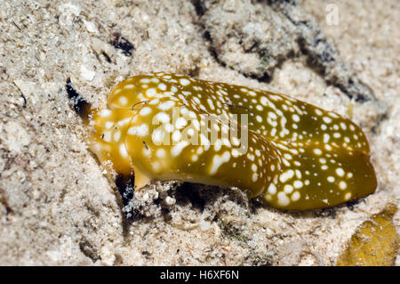 Sea Slug - Plakobranchus Ocellatus auf Sand.   Opisthobranch, Sacoglossa zu bestellen.  Raja Ampat, West-Papua, Indonesien. Stockfoto