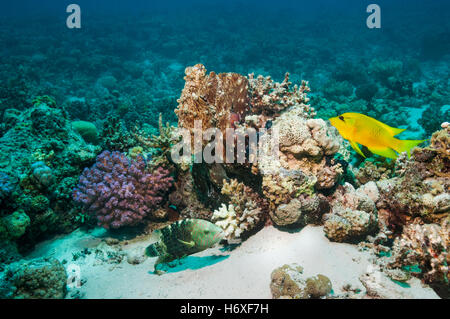 Gemeinsamen Tag Oktopus Tag Oktopus [Octopus Cyanea] Jagd über Korallenriff.  Ägypten, Rotes Meer. Stockfoto