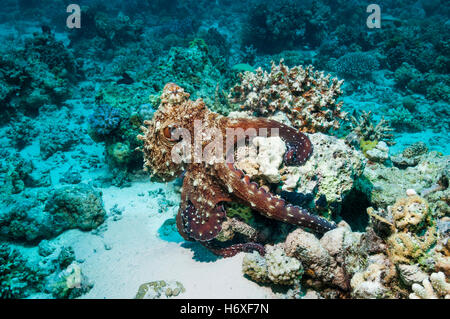 Gemeinsamen Tag Oktopus Tag Oktopus [Octopus Cyanea] Jagd über Korallenriff.  Ägypten, Rotes Meer. Stockfoto