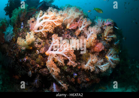 Baum-Koralle (Scleronephthya sp).  Rinca, Komodo National Park, Indonesien. Stockfoto