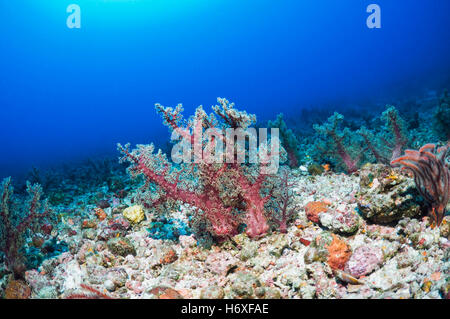 Weichkorallen (Dendronephthya SP.) auf sandigem Boden wachsen.  Indonesien. Stockfoto