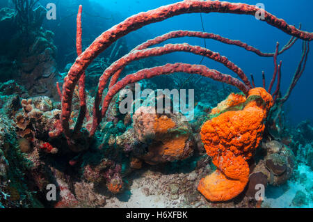 Elefanten-Ohr Schwamm (Agelas Cathrodes) und rote Seil Schwamm (Amphimedon Compressa). Stockfoto