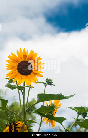 Hohen Sonnenblumen auf einem Hintergrund bewölkten Himmel. Stockfoto