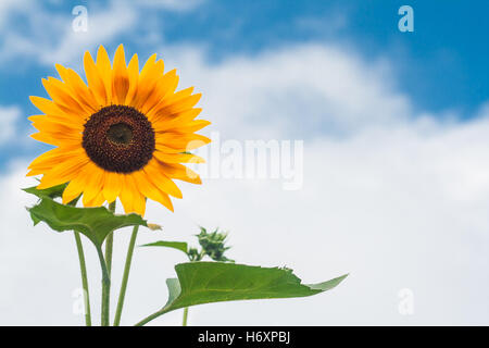 Hohen Sonnenblumen auf einem Hintergrund bewölkten Himmel. Stockfoto