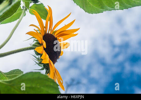 Hohen Sonnenblumen auf einem Hintergrund bewölkten Himmel. Stockfoto