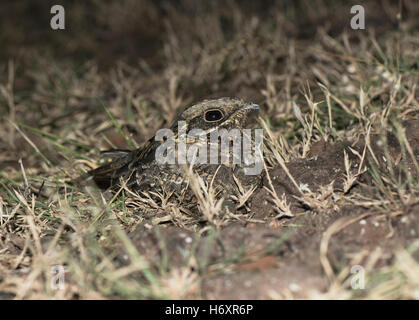 Das Bild der indischen Ziegenmelker (Caprimulgus Asiaticus) wurde in der Nähe von Pune, Indien aufgenommen. Stockfoto