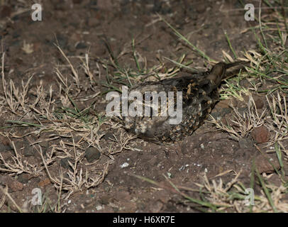 Das Bild der indischen Ziegenmelker (Caprimulgus Asiaticus) wurde in der Nähe von Pune, Indien aufgenommen. Stockfoto