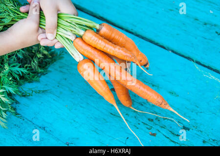 Karotten mit Spitzen Strahlen in die Hände von Kindern. Stockfoto