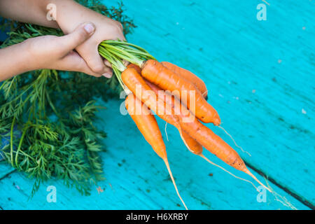 Karotten mit Spitzen Strahlen in die Hände von Kindern. Stockfoto