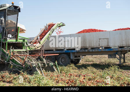 Harvester sammelt Tomaten im trailer Stockfoto