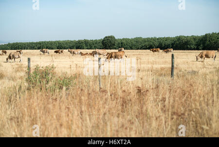 Kühe grasen vergilbten Rasen in Hof Stockfoto