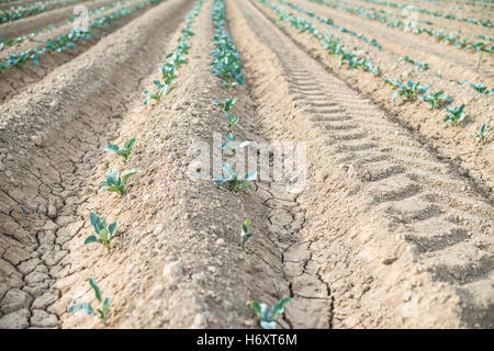 Kleine bepflanzte Kohl in Reihe. Jungpflanzen Stockfoto