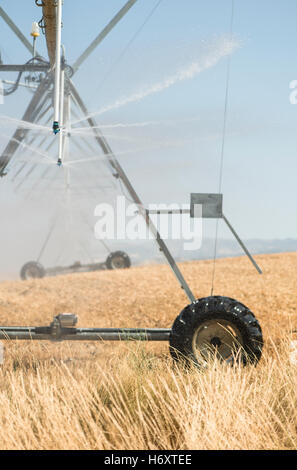 Bewässerung-Sprayer im Feld. Gelbe Pflanzen Stockfoto