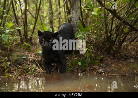 Ein schwarzer Jaguar untersucht einen Wasser-Bach in den Regenwald Stockfoto
