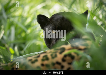 Ein schwarzer Jaguar sieht durch die Vegetation, neben einer regelmäßigen farbigen Jaguar Stockfoto