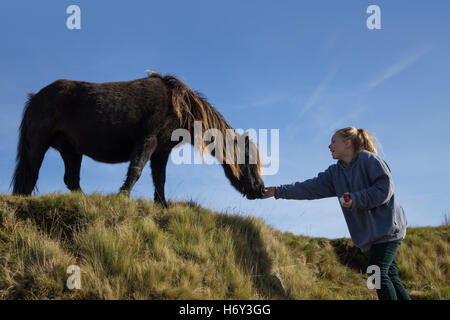 Eine Mädchen füttert einen Apfel, ein Dartmoor Pony, mit blauen Himmel im Hintergrund Stockfoto