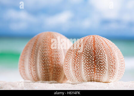 Seeigel - schön und bunt am weißen Sandstrand, Meer, Himmel und Seelandschaft Stockfoto