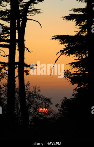 Untergehende Sonne unter Zedern im Libanon. Stockfoto